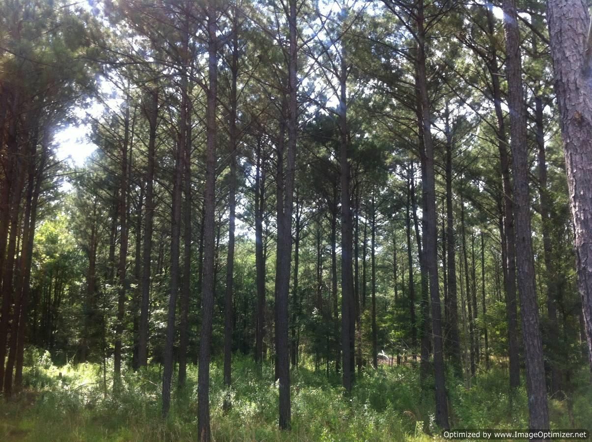 Sallis, Attala County, MS Farms and Ranches for sale Property ID