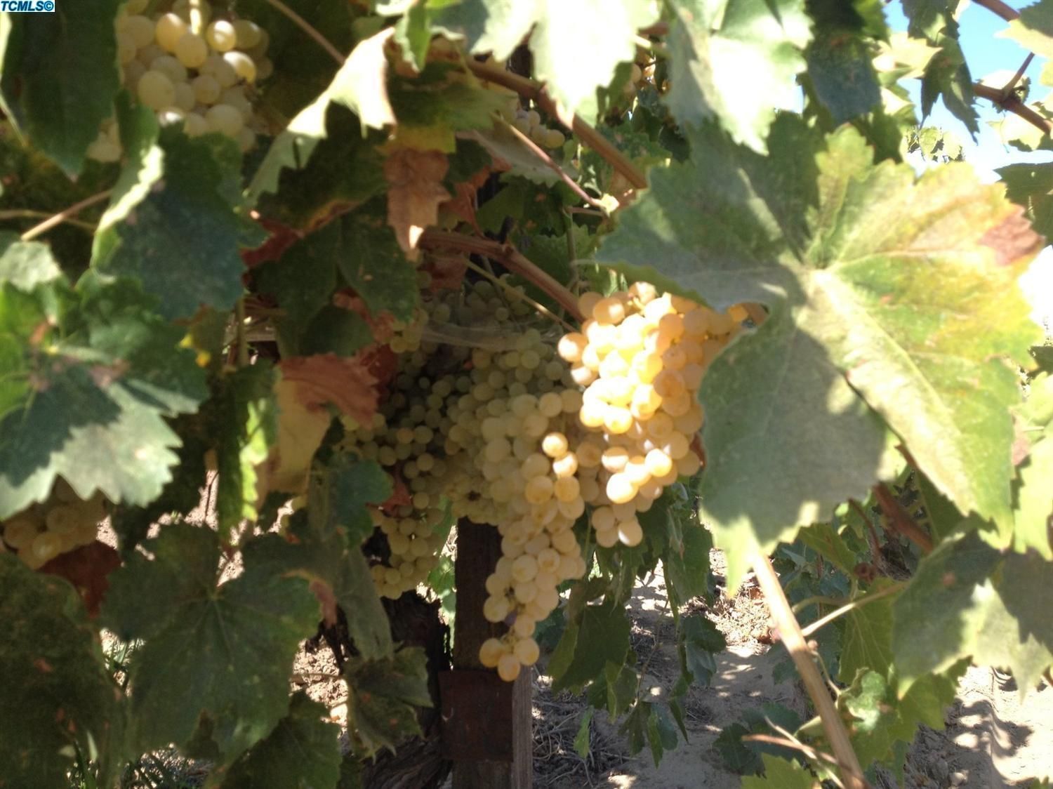 Dinuba, Tulare County, CA Farms and Ranches for sale Property ID