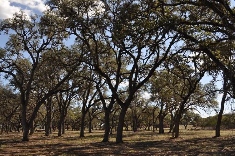 Utopia, Uvalde County, TX Farms and Ranches, House for sale Property ID