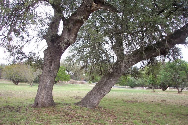 Concan, Uvalde County, TX Farms and Ranches, Homesites for sale