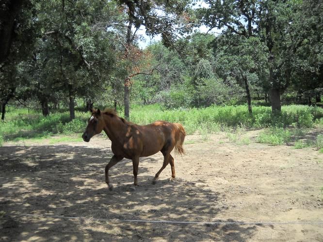 La Vernia, Wilson County, TX Farms and Ranches for sale Property ID