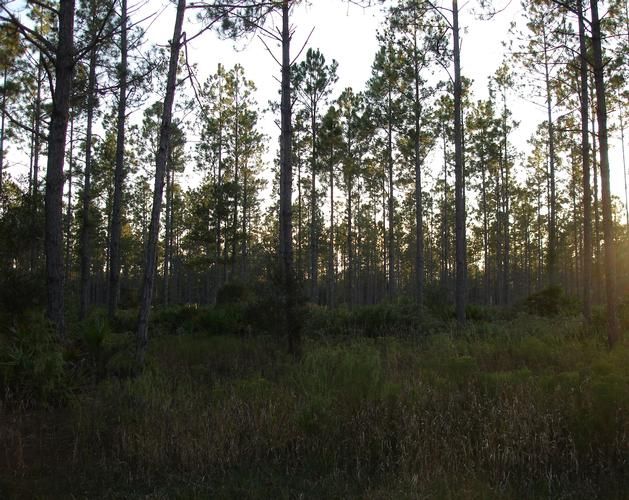 Otter Creek, Levy County, FL Farms and Ranches for sale Property ID