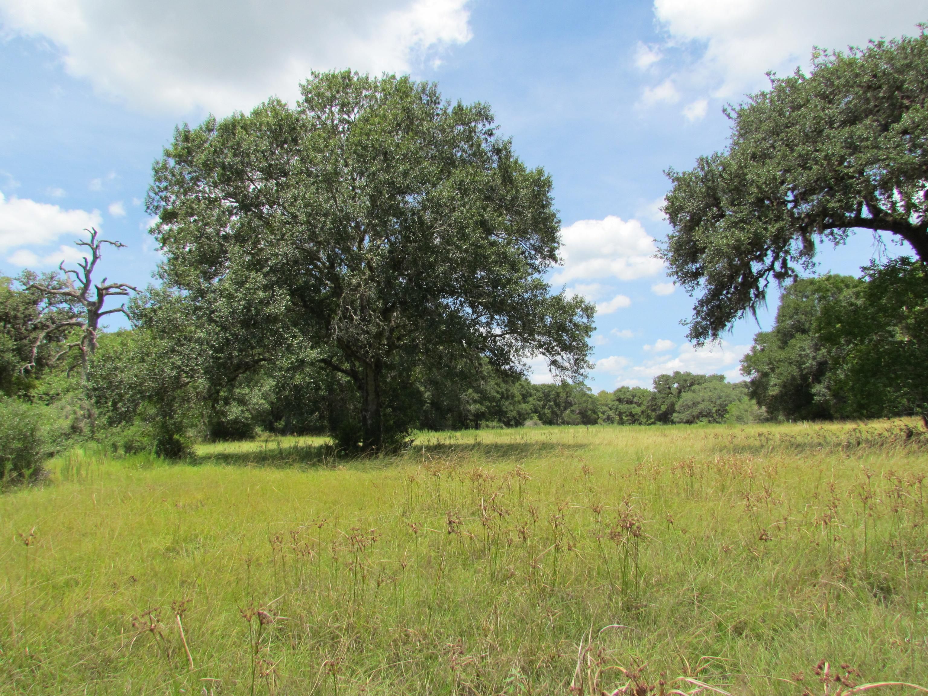 Hallettsville, Lavaca County, TX Farms and Ranches, Hunting Property