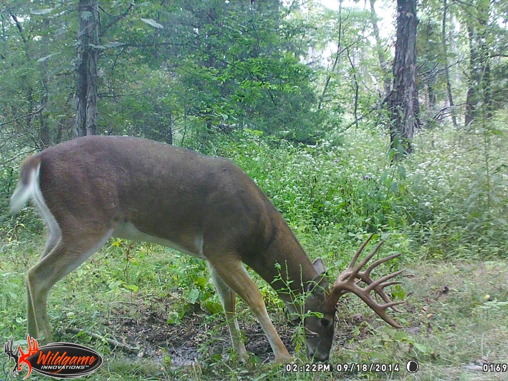 Cole Camp, Benton County, MO Recreational Property, Timberland Property