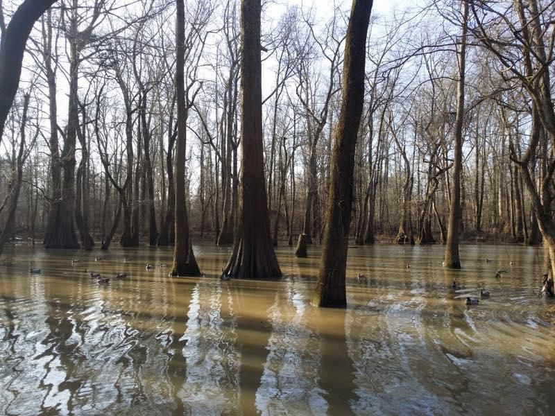 Marianna, Lee County, AR Recreational Property, Timberland Property, Hunting Property for sale