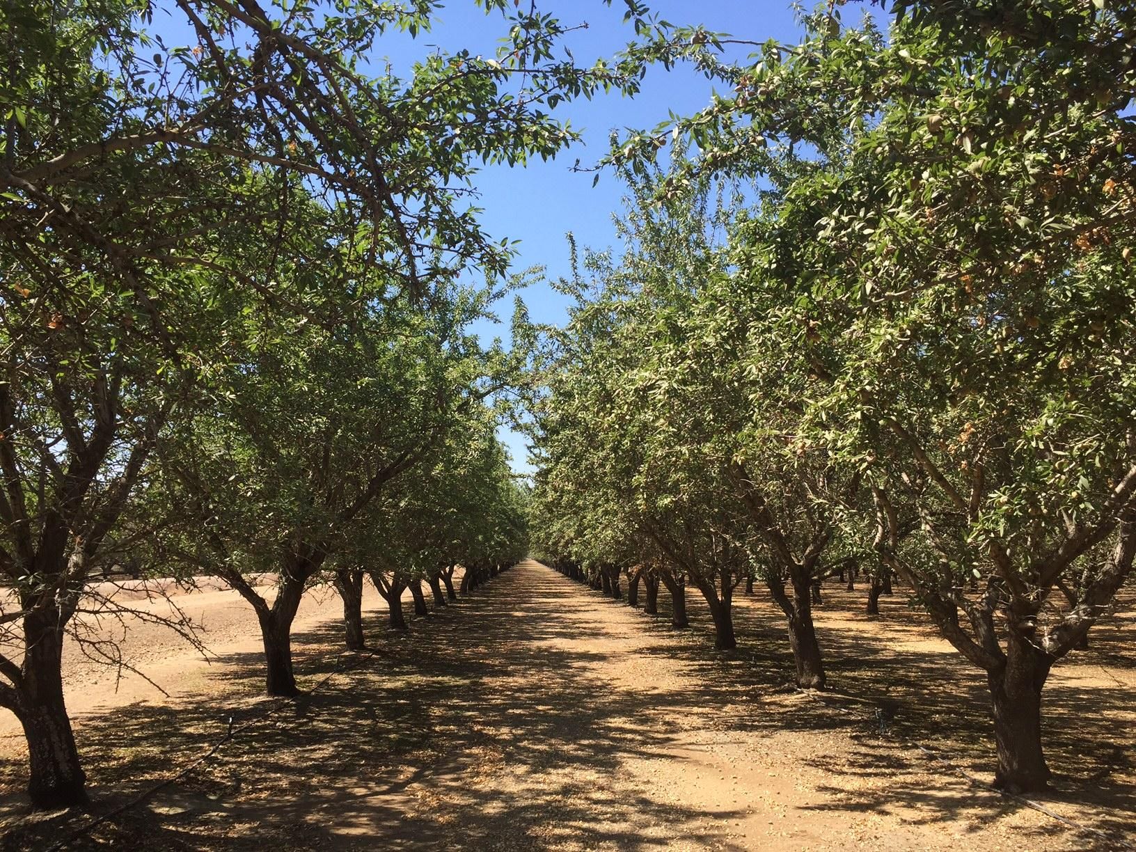 Orland, Glenn County, CA Farms and Ranches for sale Property ID