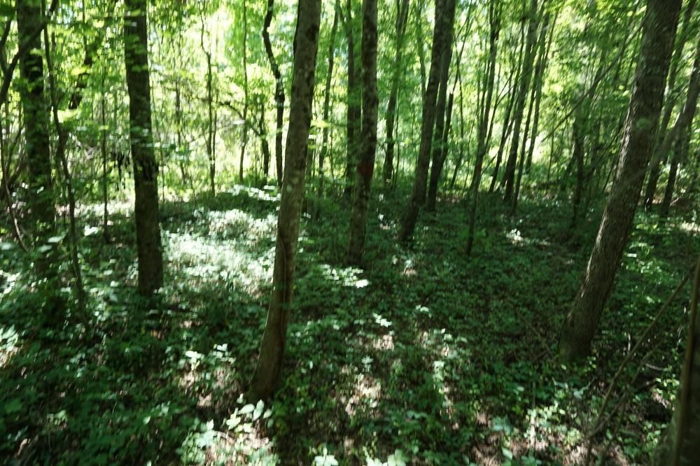 Marion, Perry County, AL Recreational Property, Timberland Property