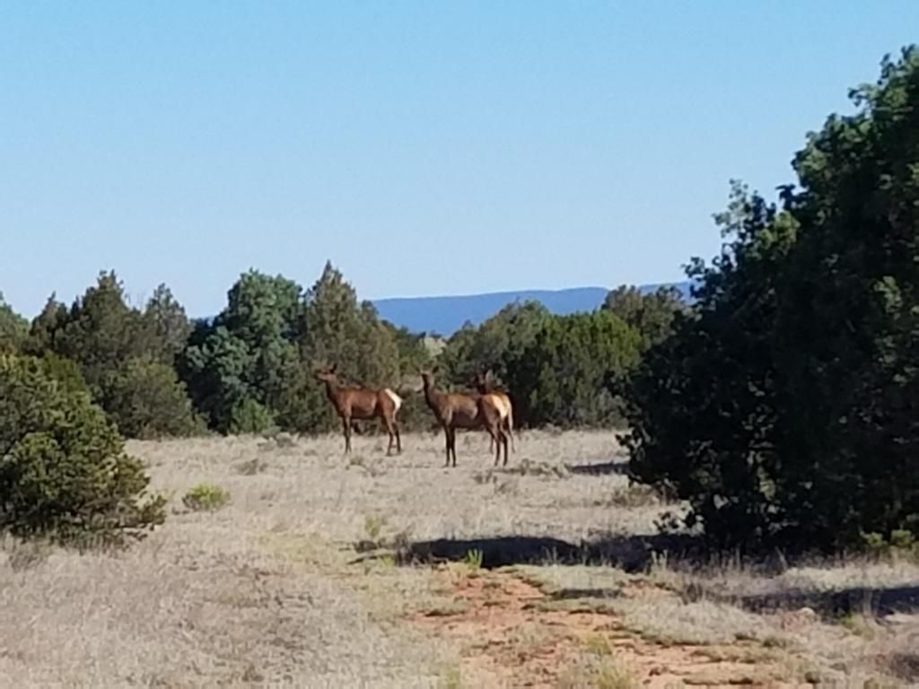 Grants, Cibola County, NM Undeveloped Land for sale Property ID