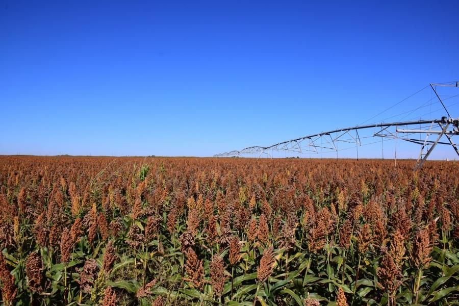 160 acres in Bovina, TX, 79325 LandWatch