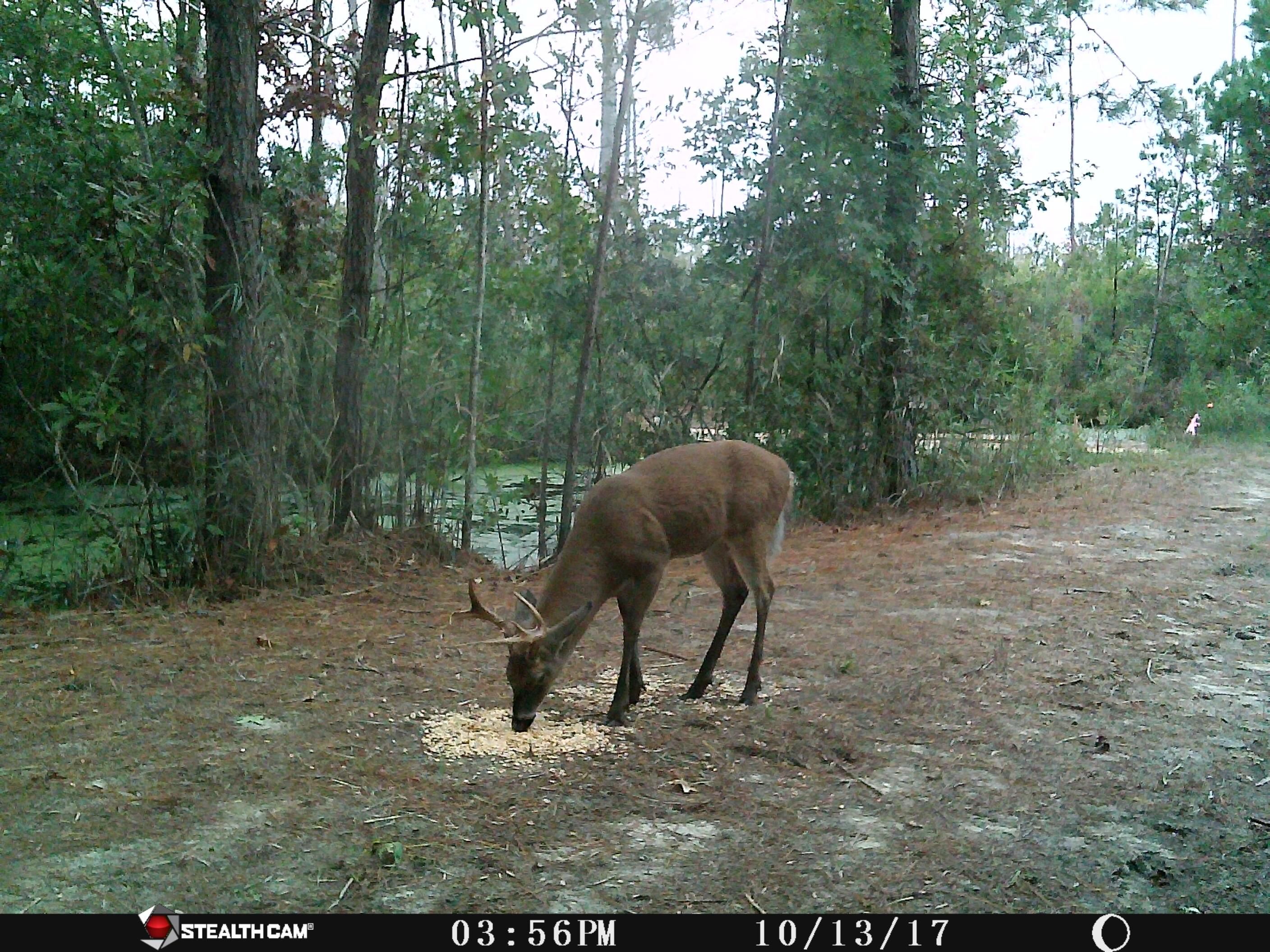 Columbia, Tyrrell County, NC Recreational Property, Hunting Property