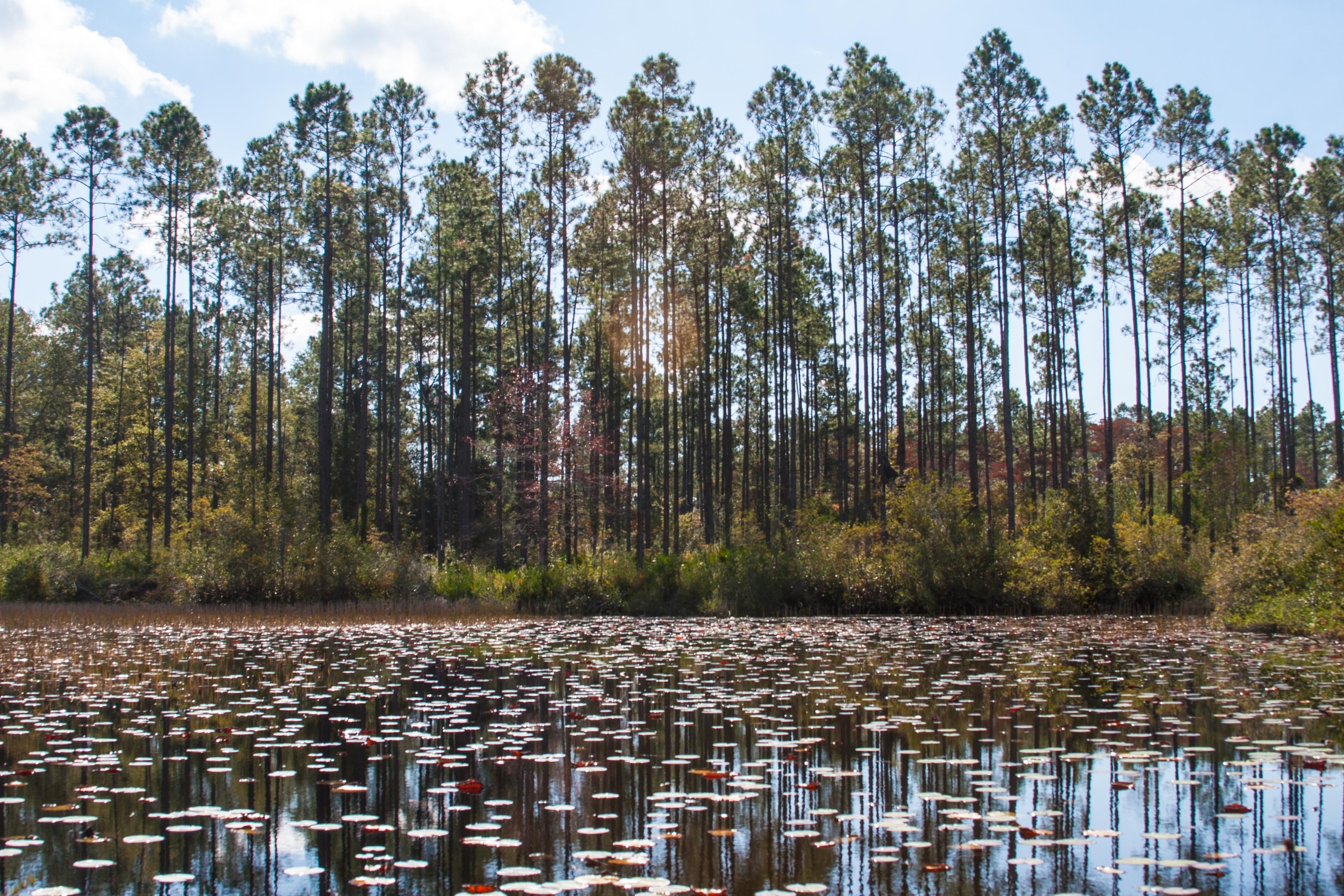 Monticello, Jefferson County, FL Recreational Property, Timberland