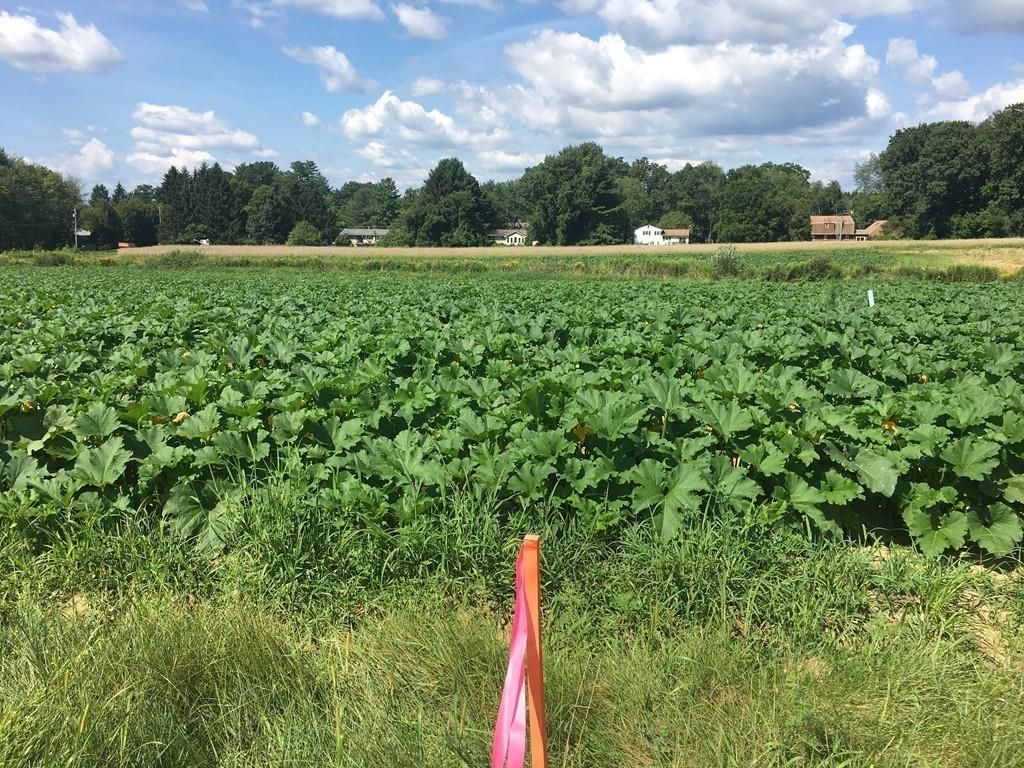 Hadley, Hampshire County, MA Homesites for sale Property ID 330240112 LandWatch