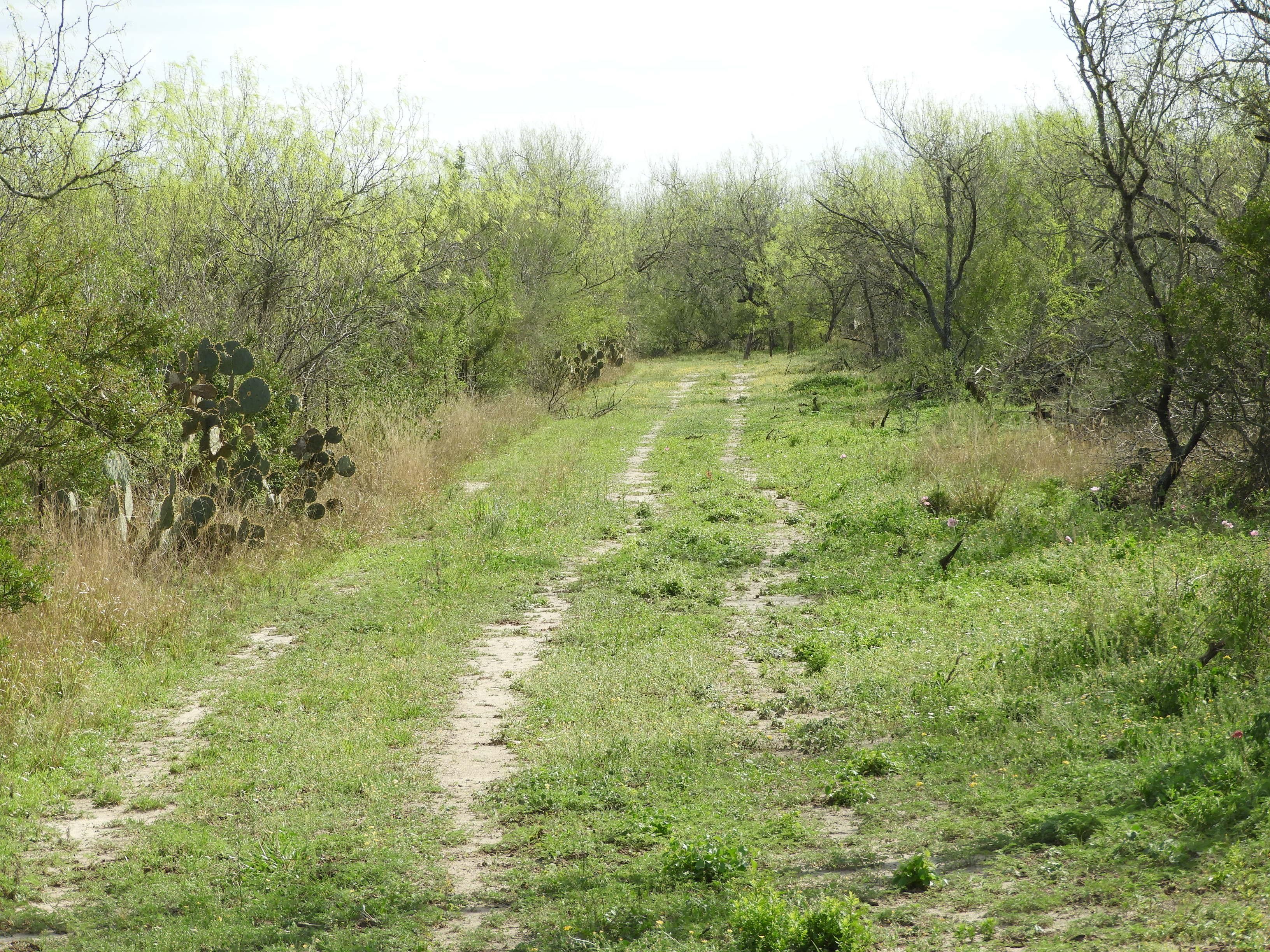 Palito Blanco, Jim Wells County, TX Recreational Property, Hunting