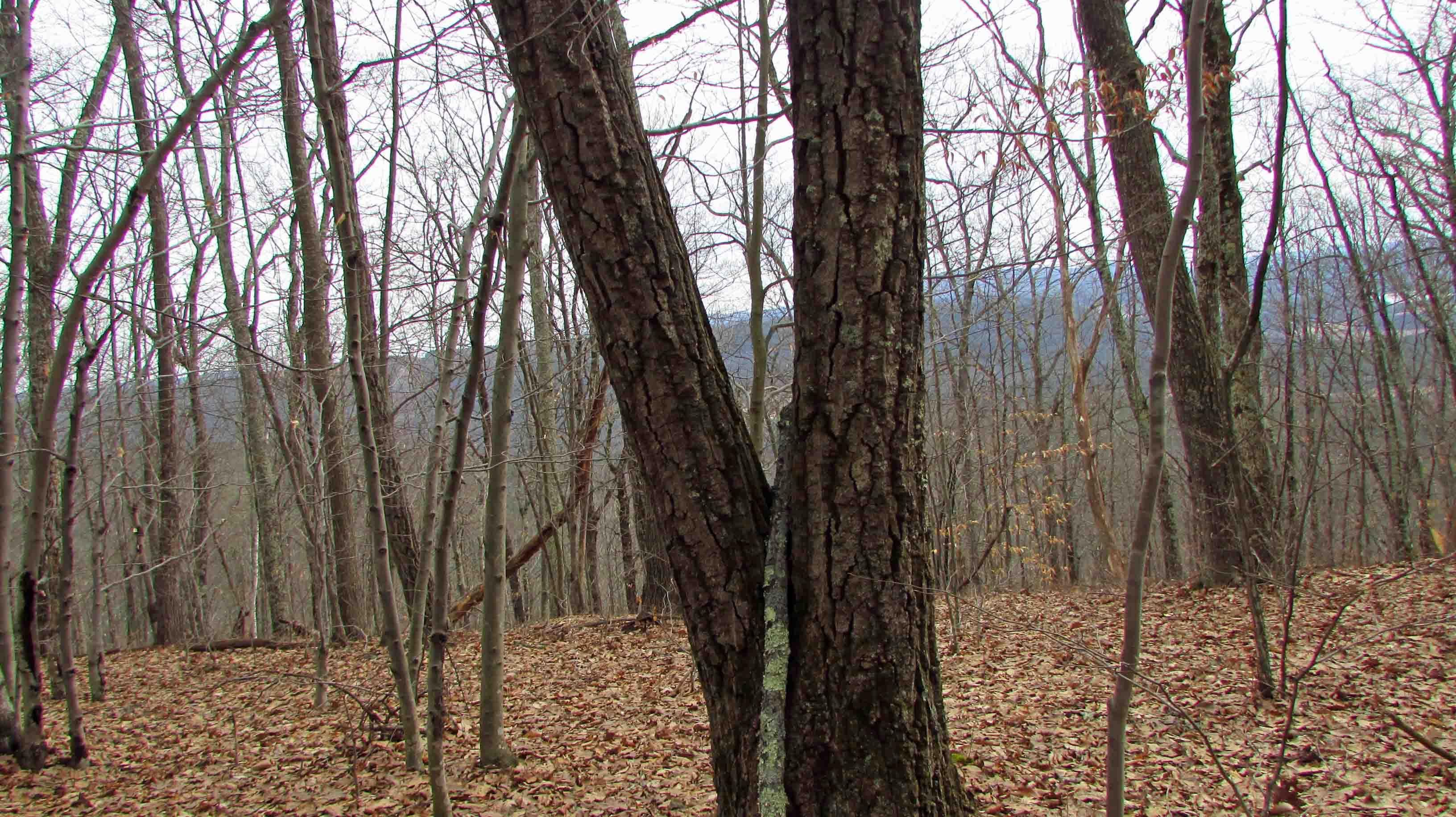 Kims Way, North Blenheim, NY 12131 MLS 181.121 LandWatch