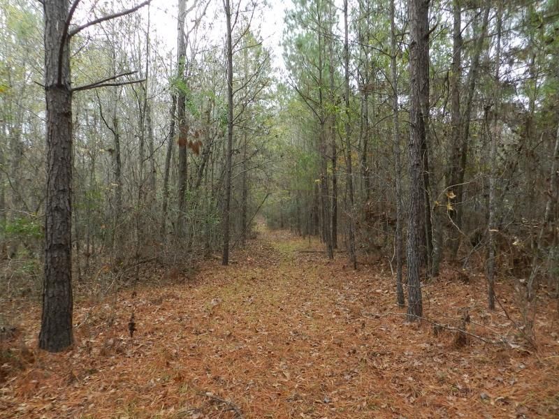 Jeffersonville, Twiggs County, GA Recreational Property, Timberland