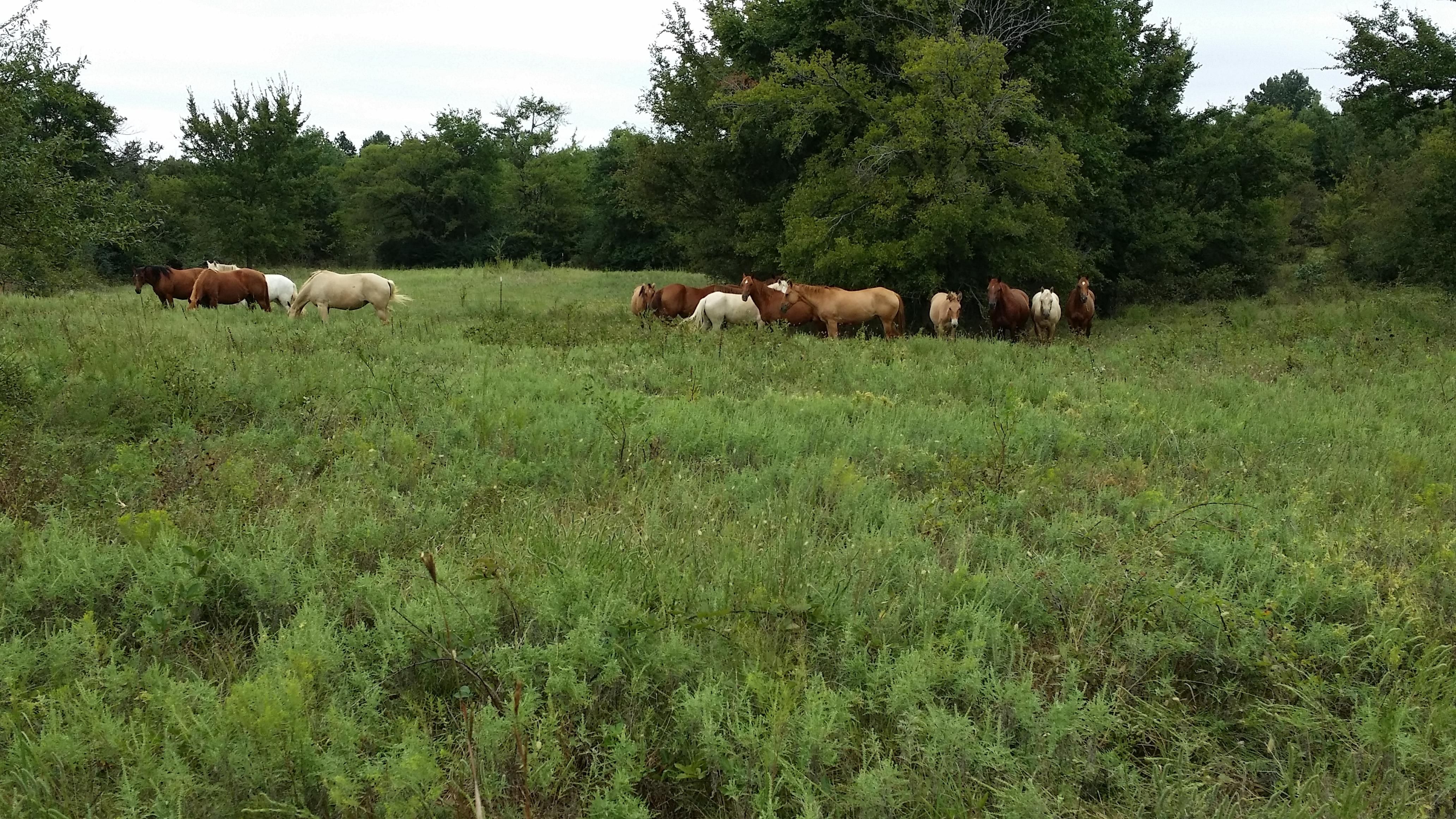 Checotah, McIntosh County, OK Farms and Ranches, Horse Property for