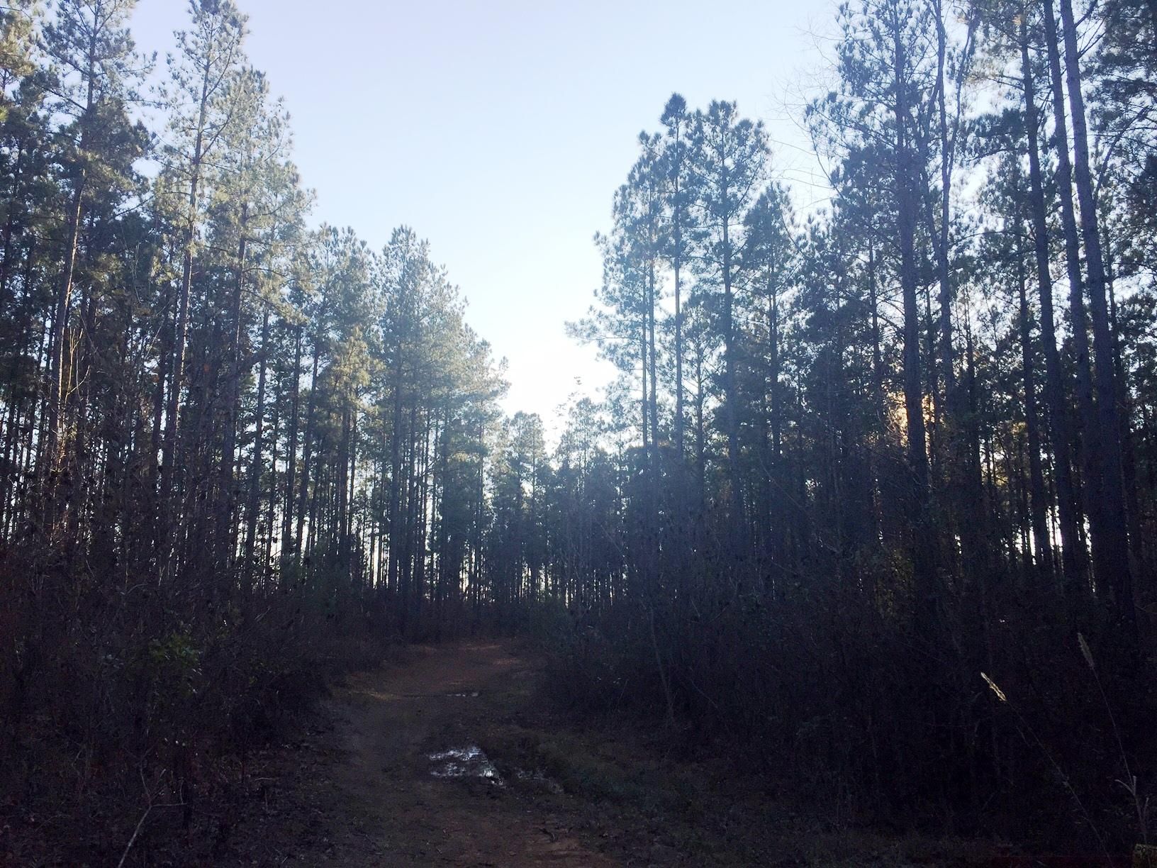 Reagan, Henderson County, TN Recreational Property, Timberland Property