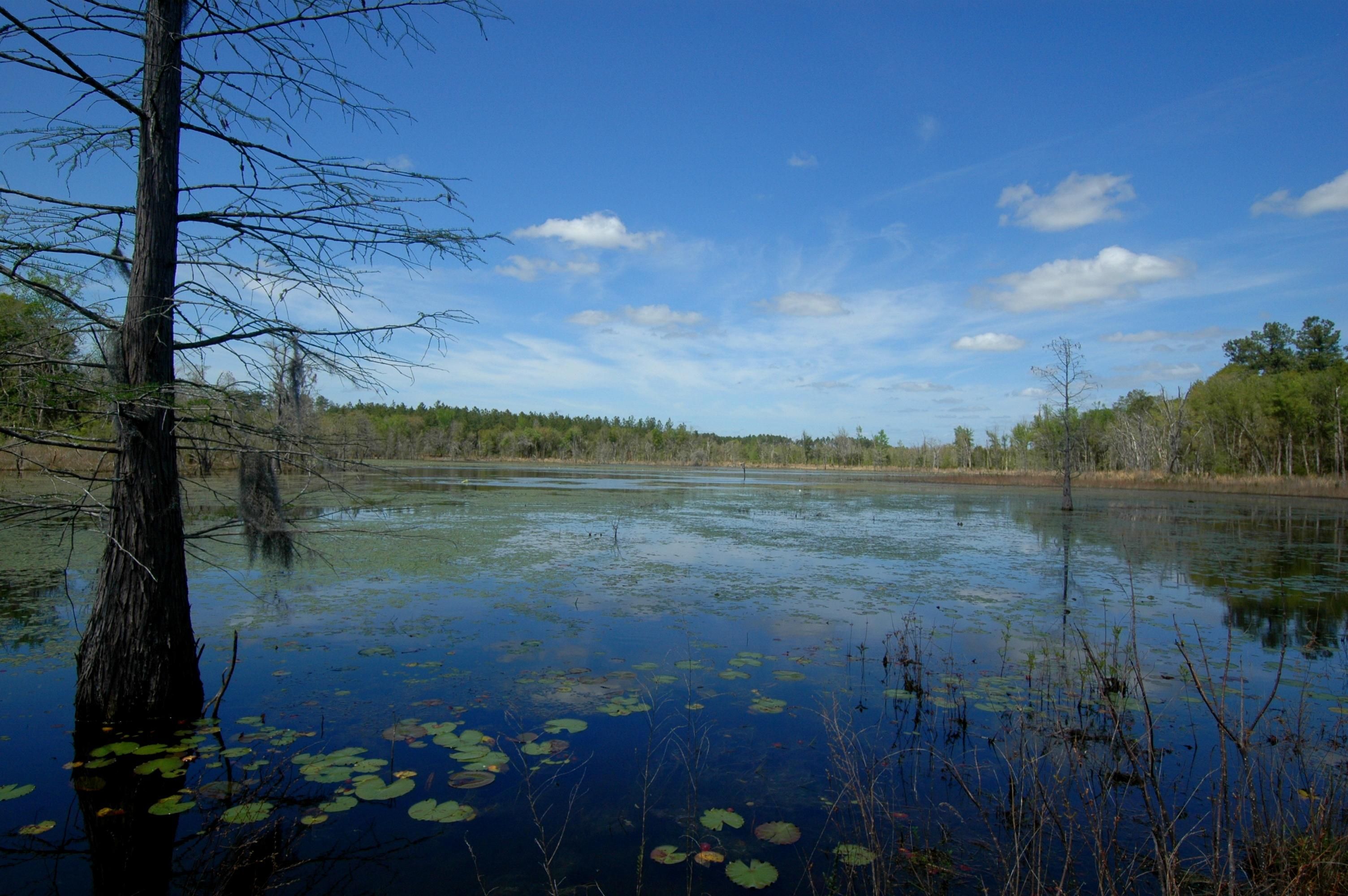 Vernon, Washington County, FL Recreational Property, Timberland