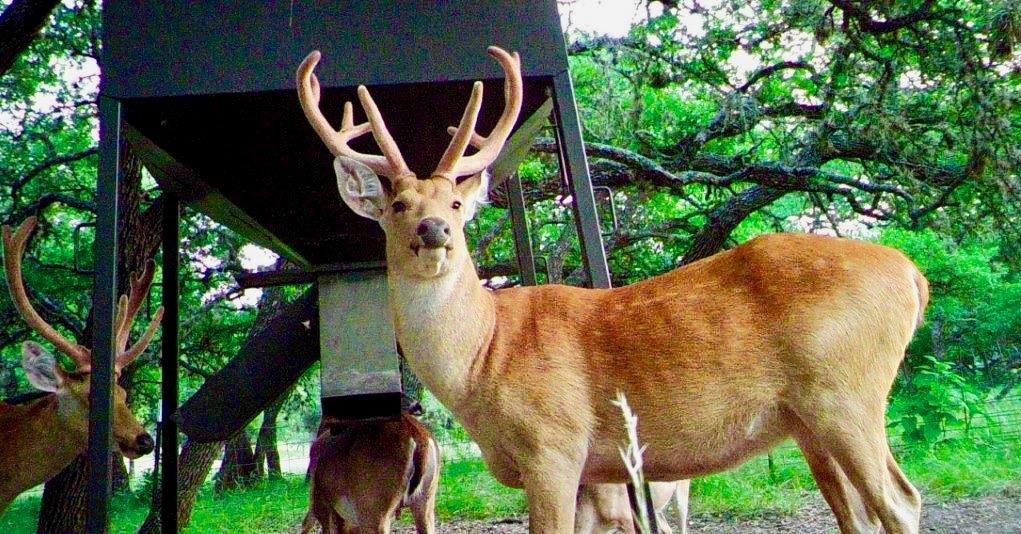 Medina, Bandera County, TX Farms and Ranches, Hunting Property