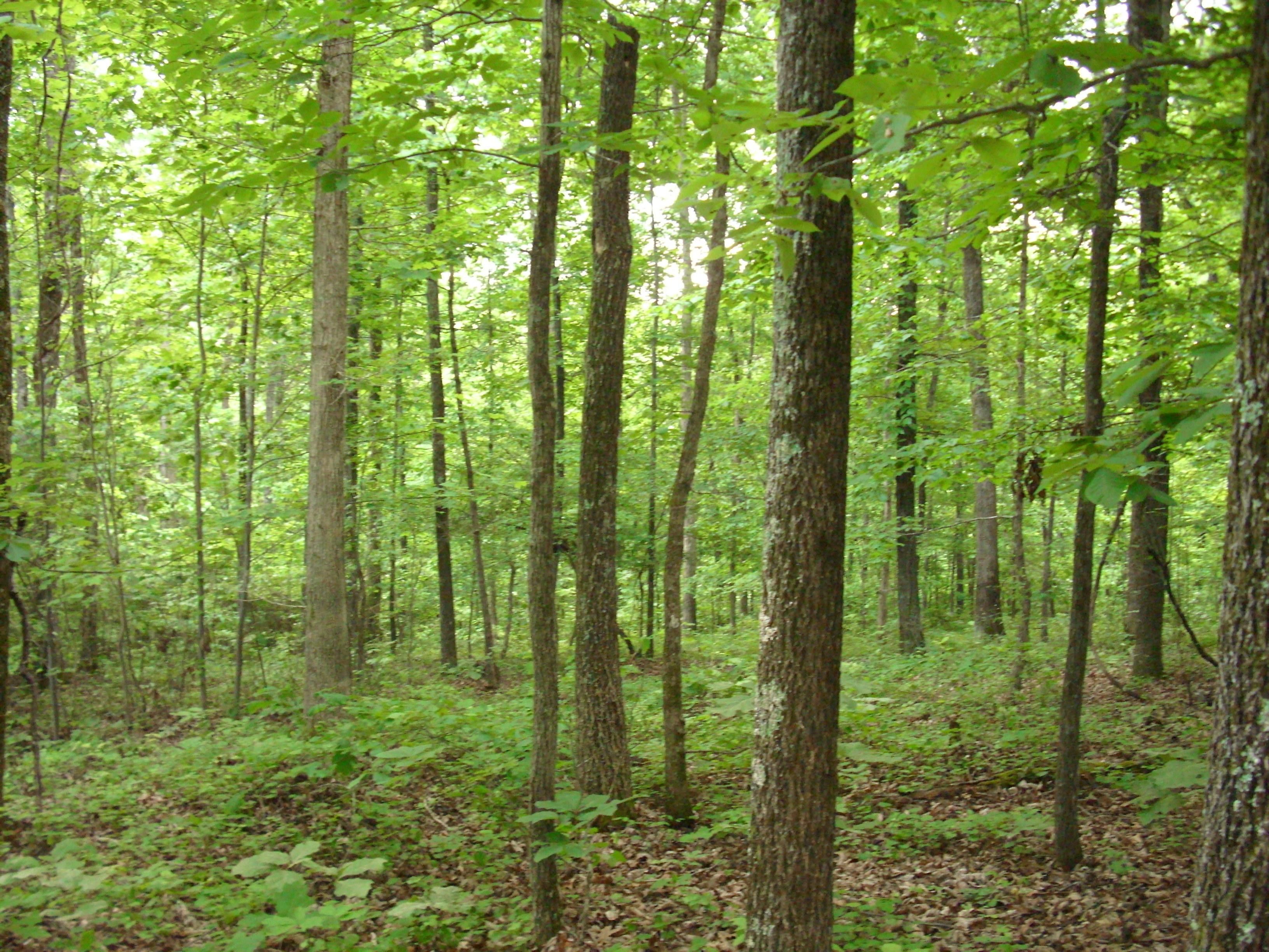 Waverly, Humphreys County, TN Undeveloped Land for sale Property ID