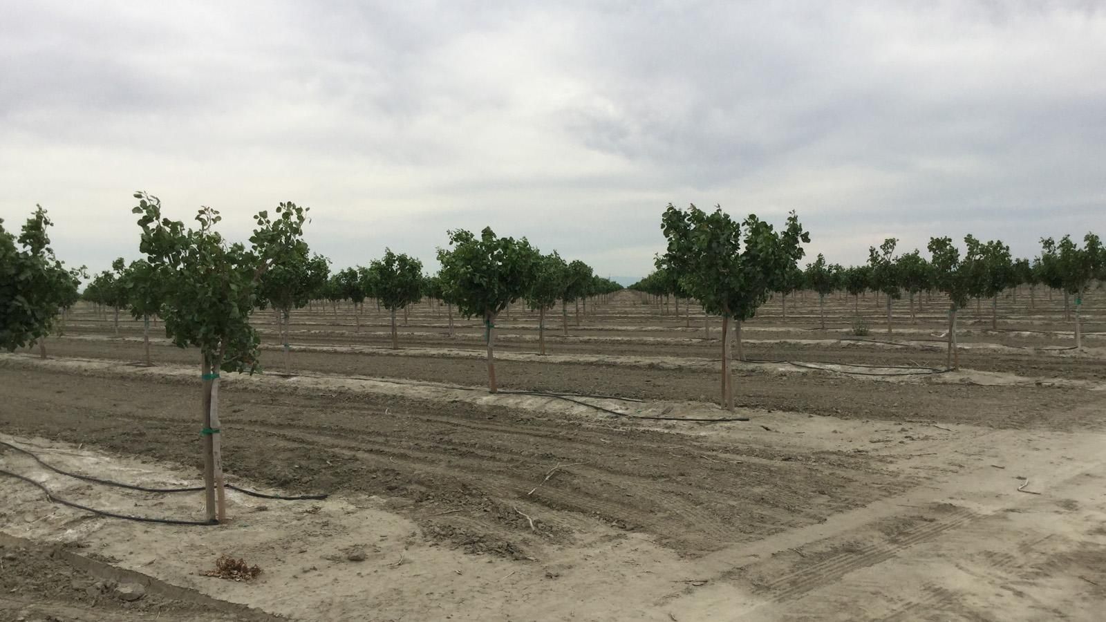 Riverdale, Kings County, CA Farms and Ranches for sale Property ID