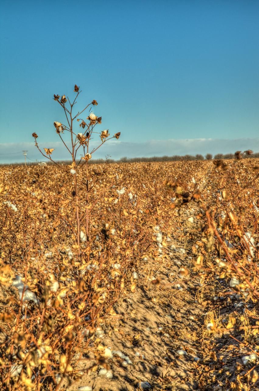 Mesquite, Dona Ana County, NM Farms and Ranches, Horse Property for