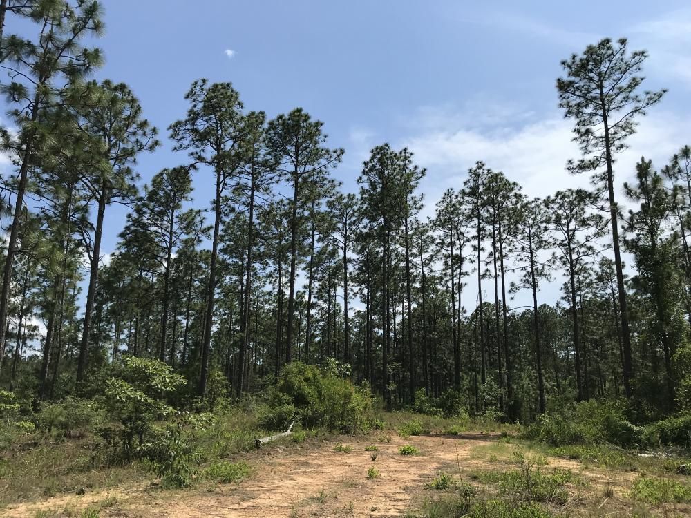 0 Main Road, Stockton, AL 36579 LandWatch