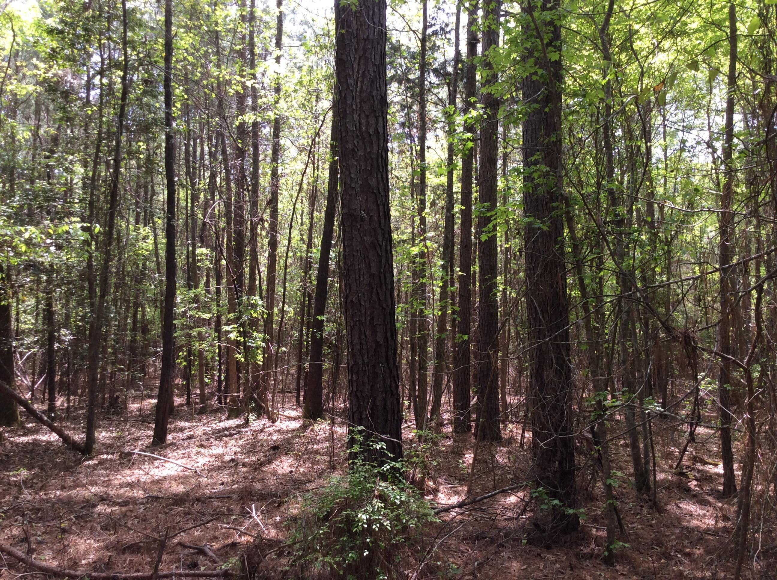 Magnolia, Columbia County, AR Recreational Property, Timberland