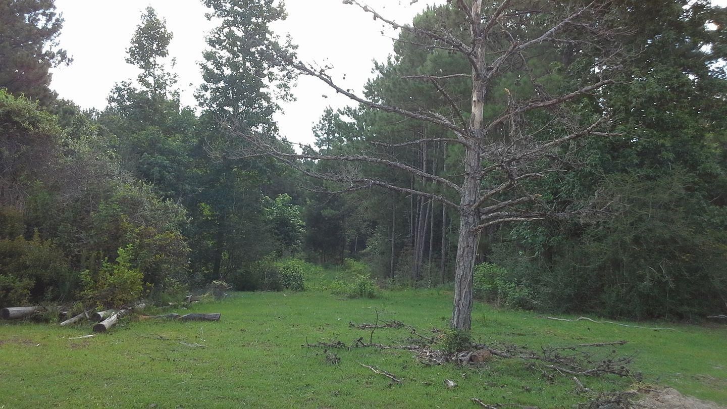Woodville, Tyler County, TX Timberland Property, Undeveloped Land