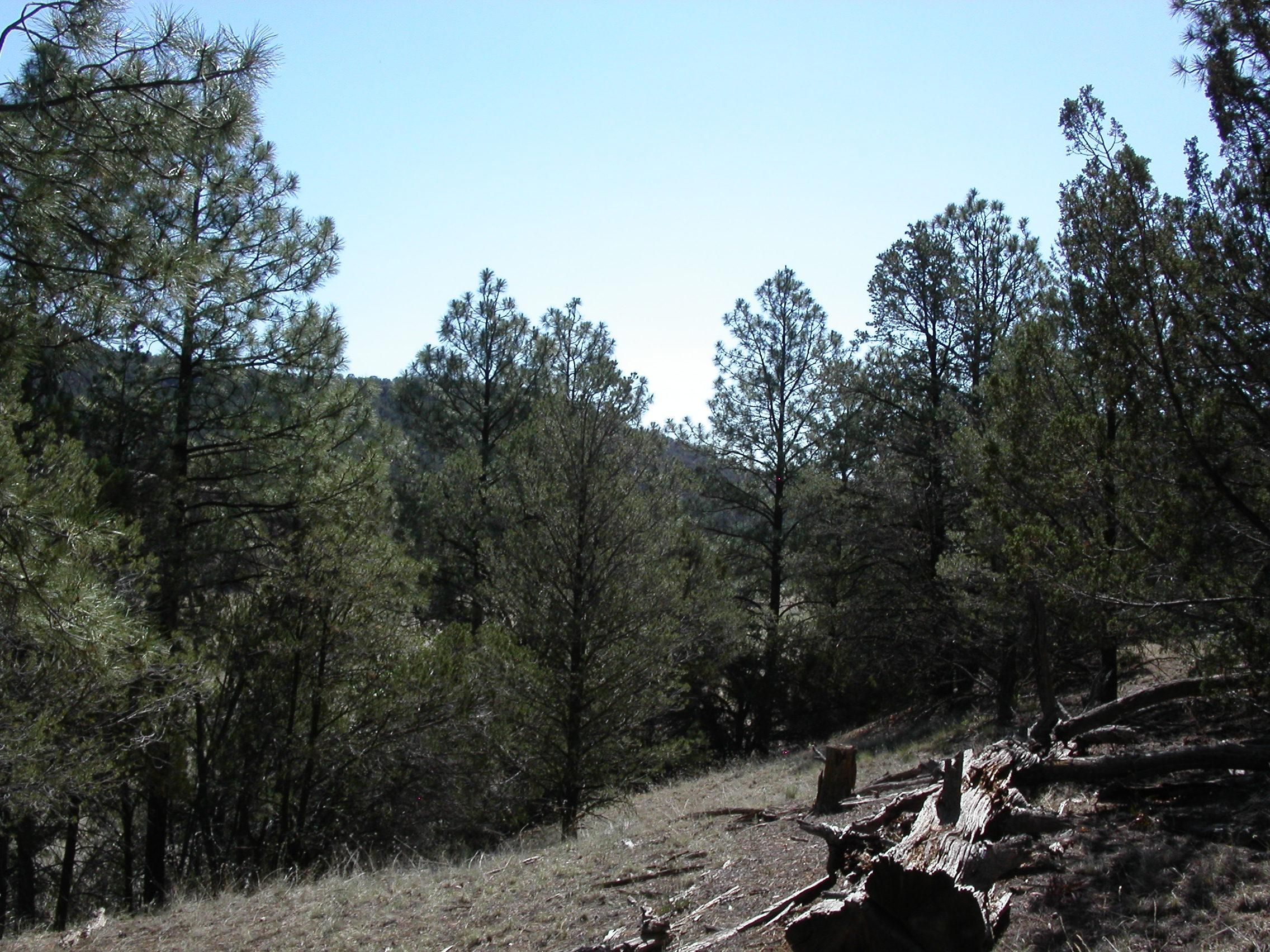 Reserve, Catron County, NM Recreational Property, Hunting Property for