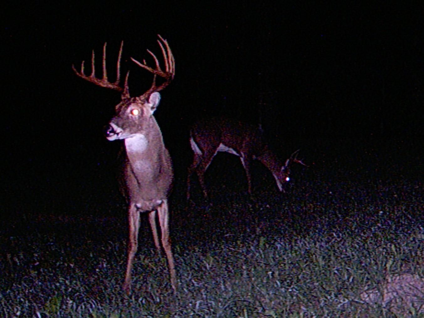 Preston, ster County, GA Recreational Property, Timberland Property