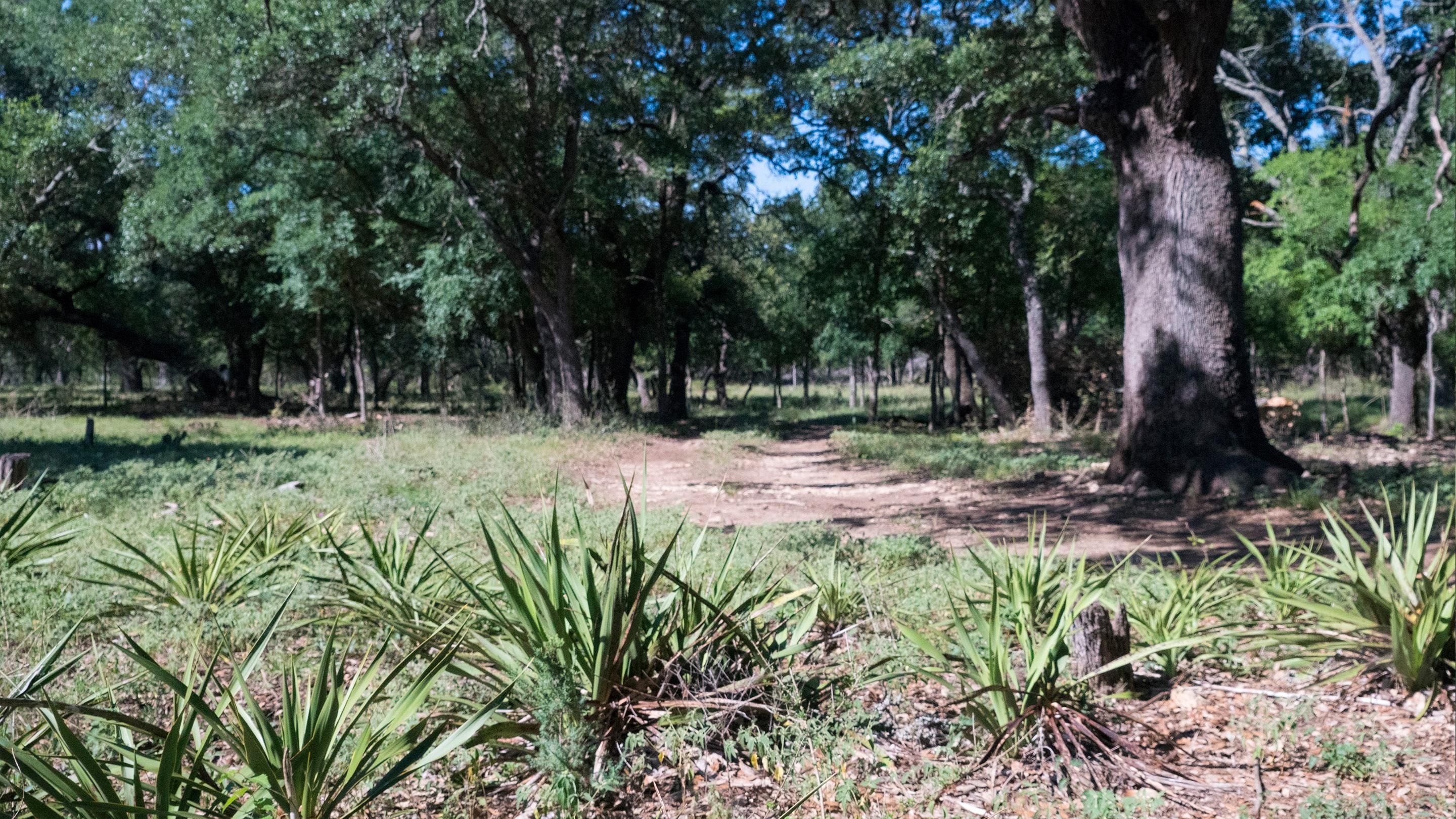 Bertram, County, TX Recreational Property, Undeveloped Land