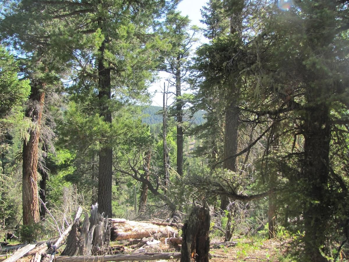 Angel Fire, Colfax County, NM Undeveloped Land for sale Property ID