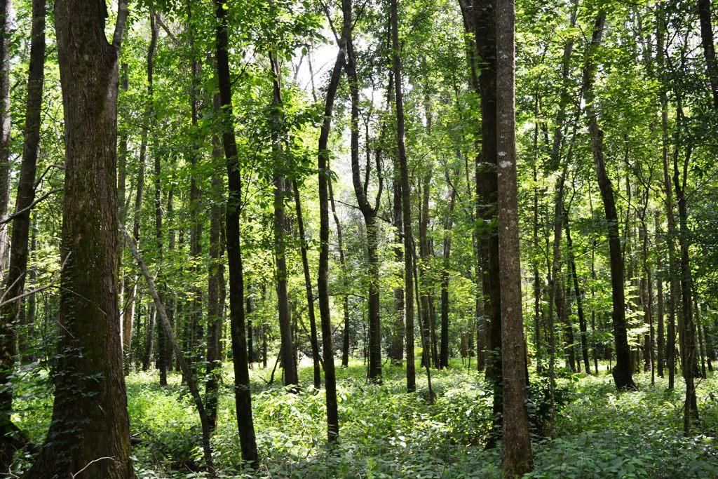 Fairmont, Robeson County, NC Recreational Property, Timberland Property