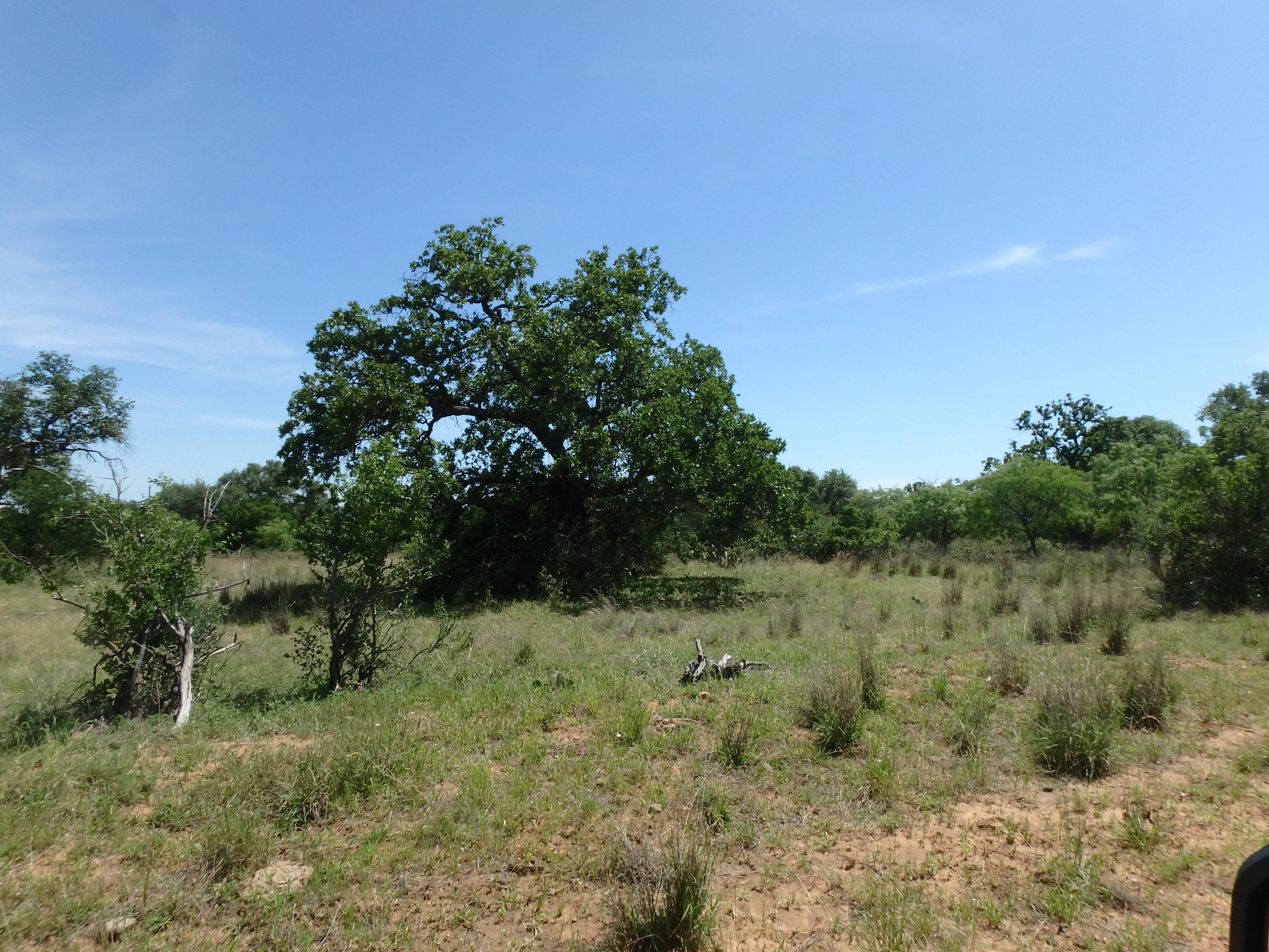 Llano, Llano County, TX Farms and Ranches, Hunting Property, Horse