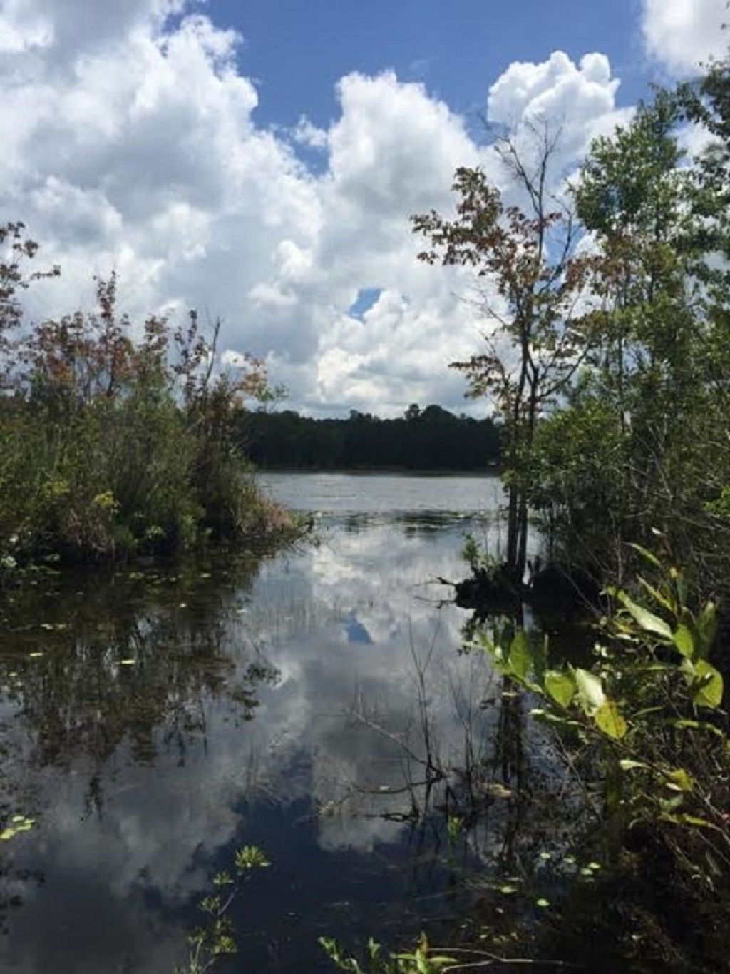 Melrose, Alachua County, FL Undeveloped Land, Homesites for sale
