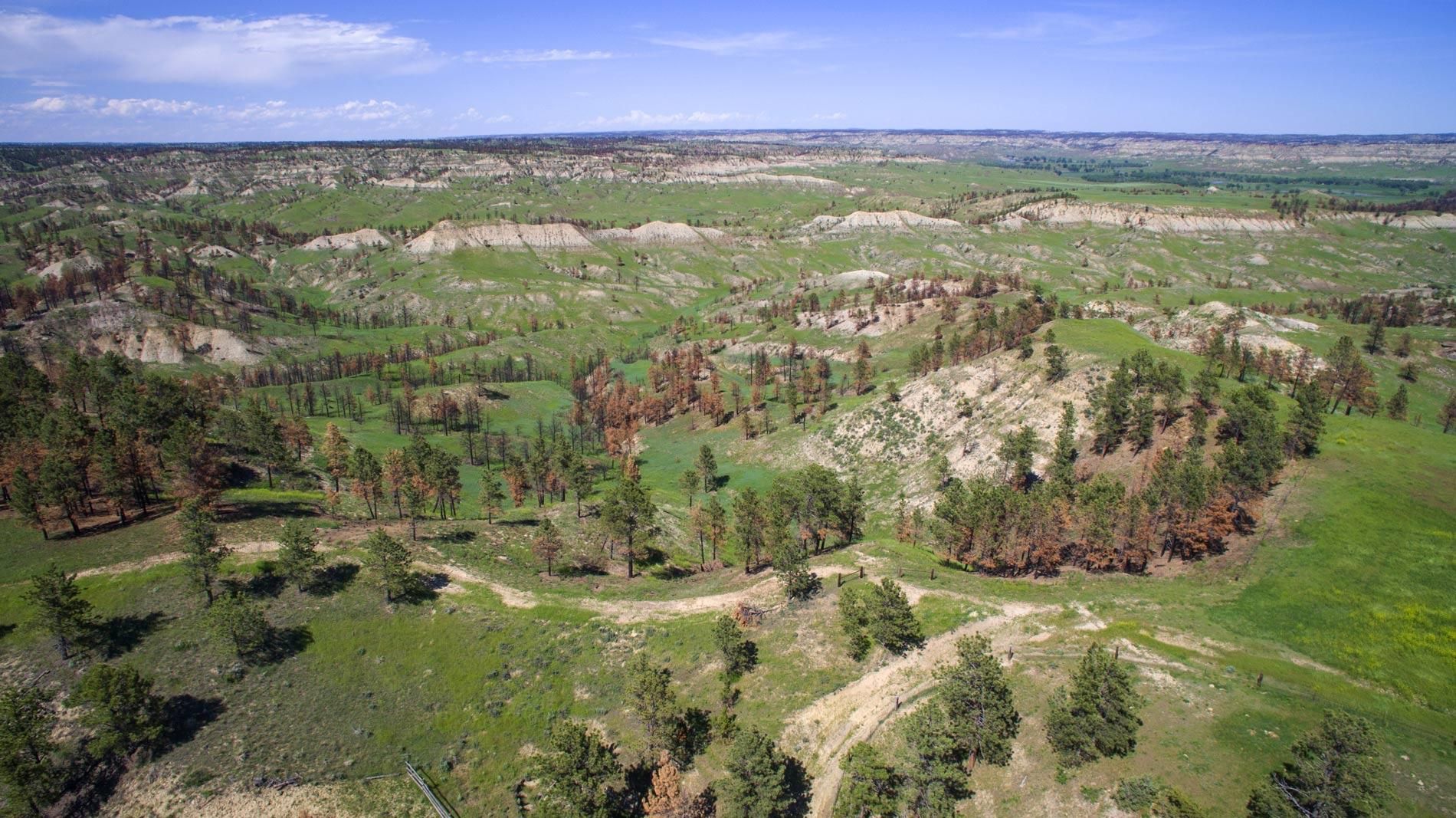 Petroleum County, MT Timberland Property, Hunting Property