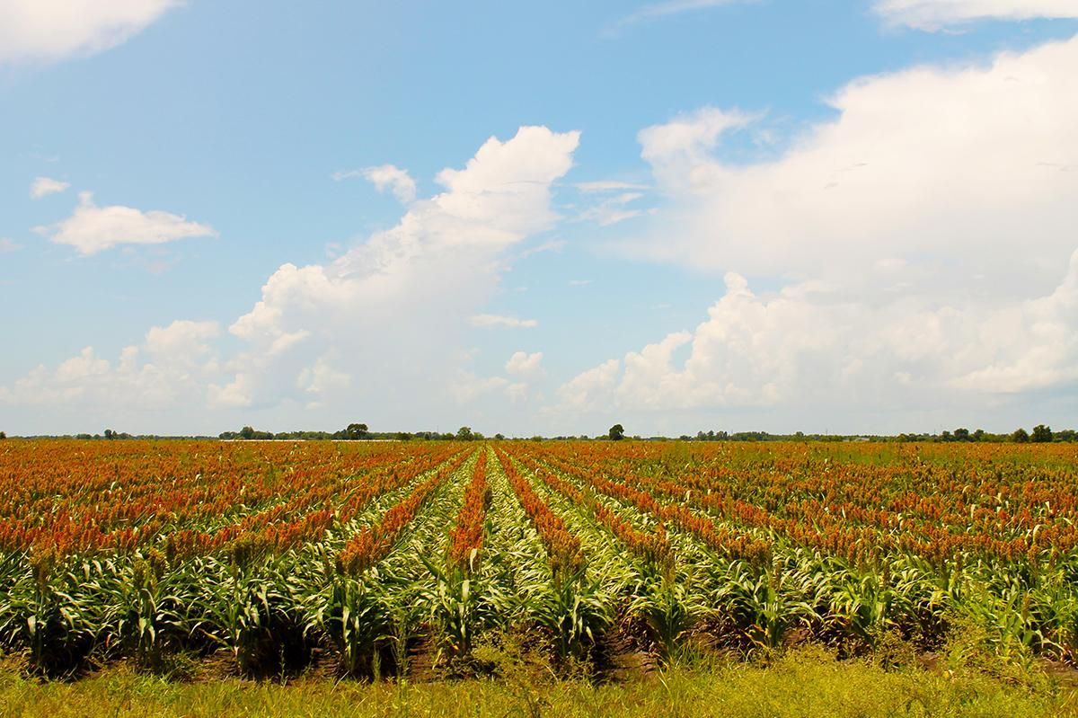 Beasley, Fort Bend County, TX Farms and Ranches, Undeveloped Land for