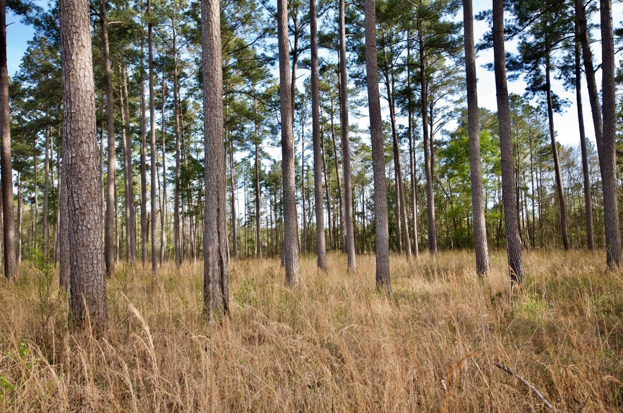 Hampton County, SC Farms and Ranches, Recreational Property