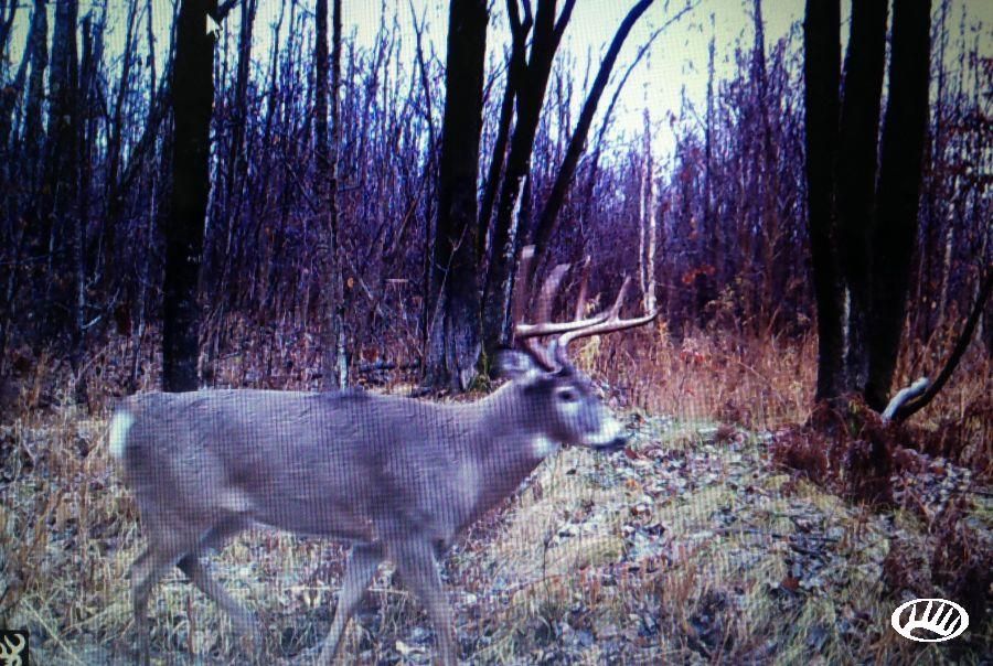 Owen, Taylor County, WI Recreational Property, Timberland Property