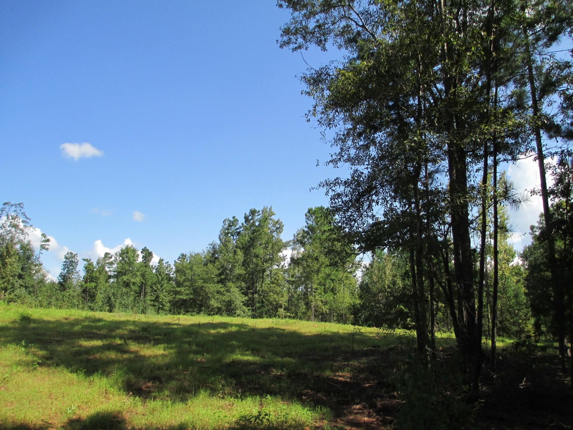 13250 County Road 188, Waverly, AL 36879 LandWatch