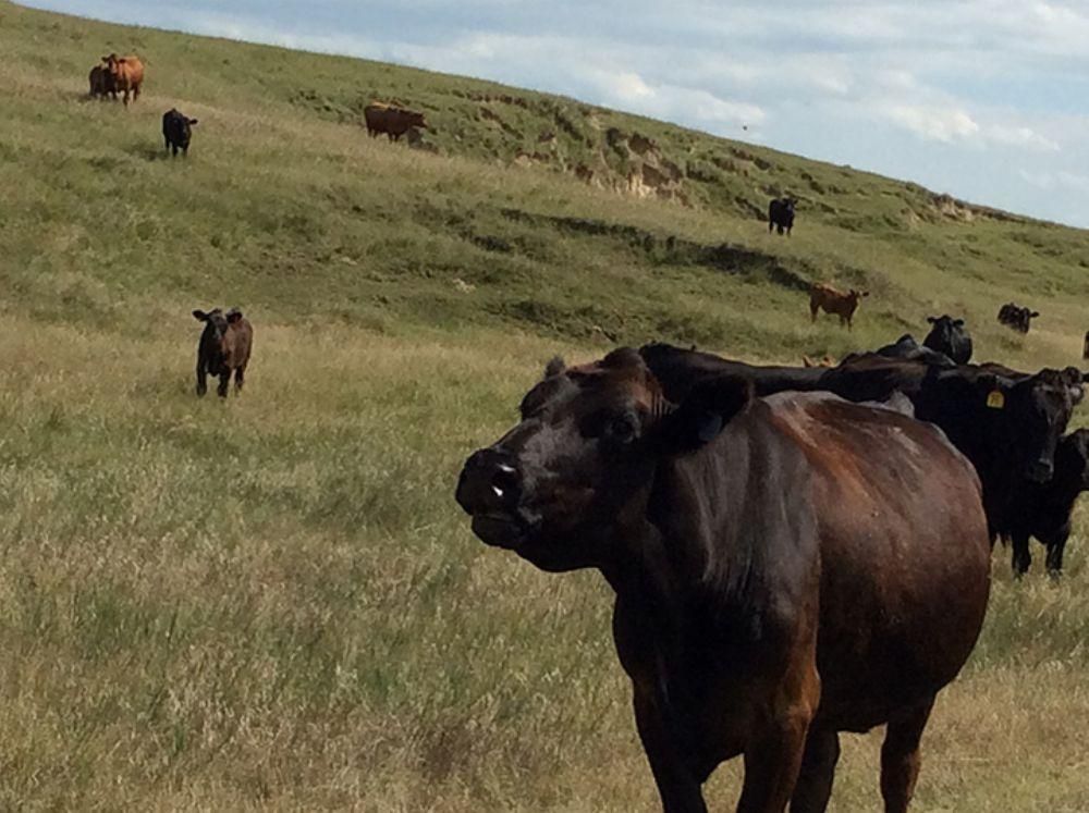 Elwood, Gosper County, NE Farms and Ranches for sale Property ID 332696432 LandWatch