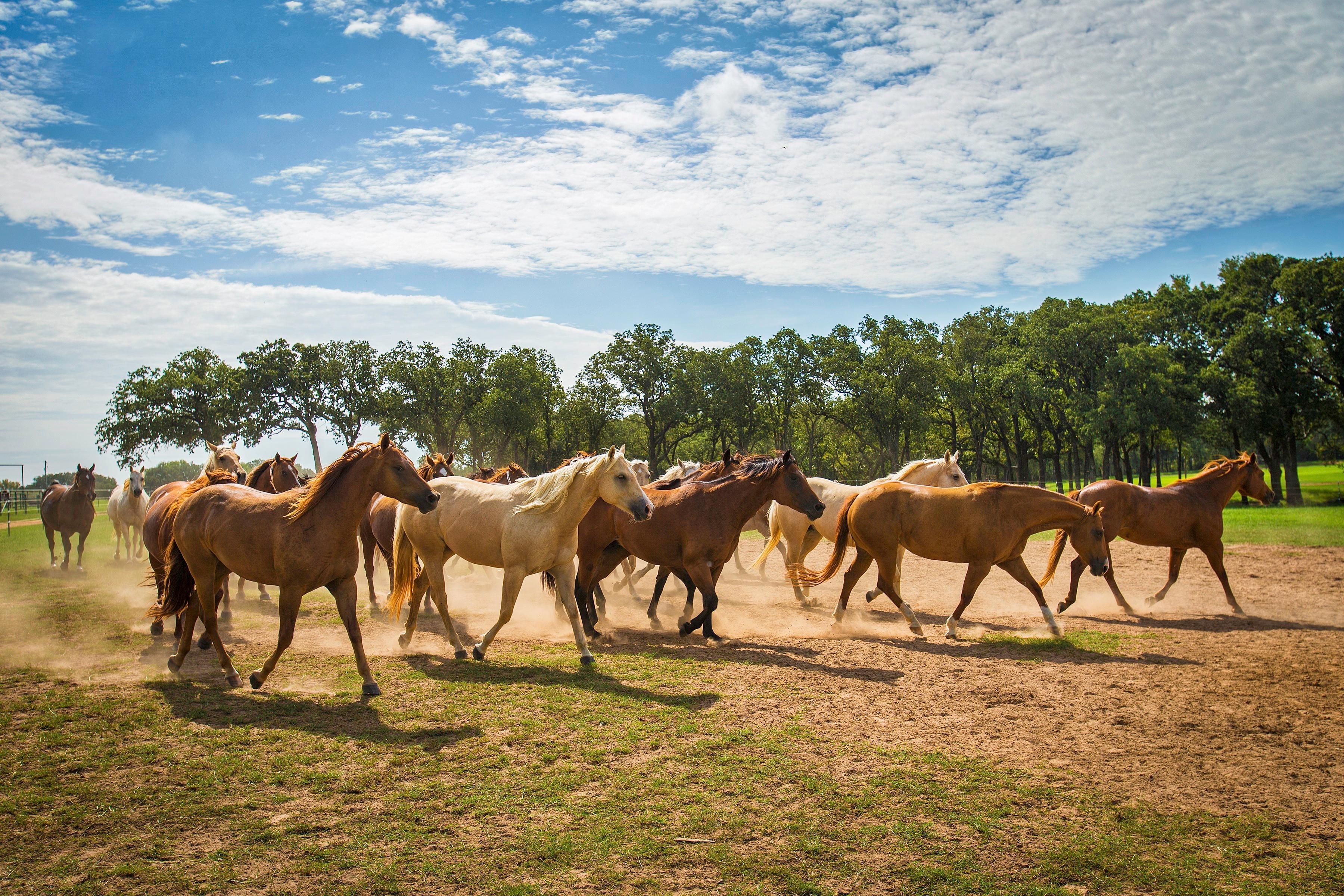 Stephenville, Erath County, TX Horse Property, House for sale Property