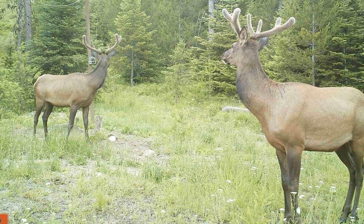 Spokane, Stevens County, WA Farms and Ranches, Hunting Property, House