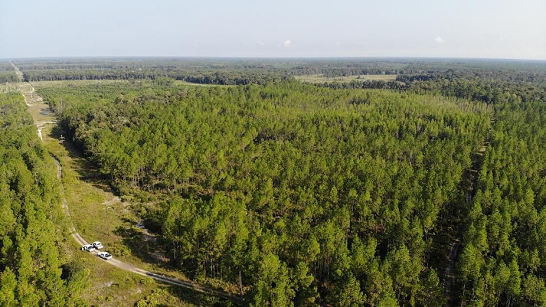 Gulf Hammock, Levy County, FL Recreational Property, Timberland