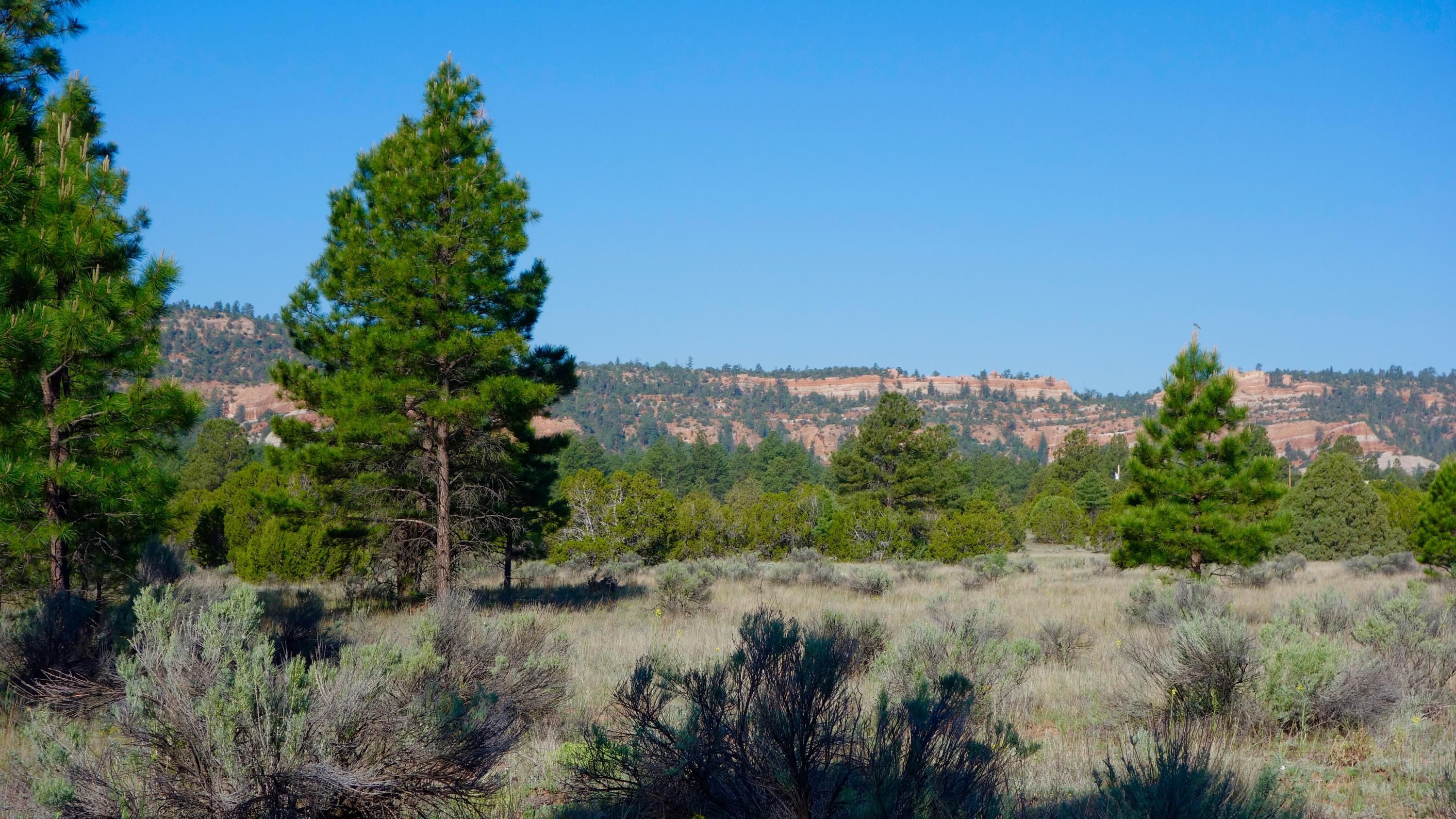 Ramah, McKinley County, NM Undeveloped Land for sale Property ID 333087453 LandWatch