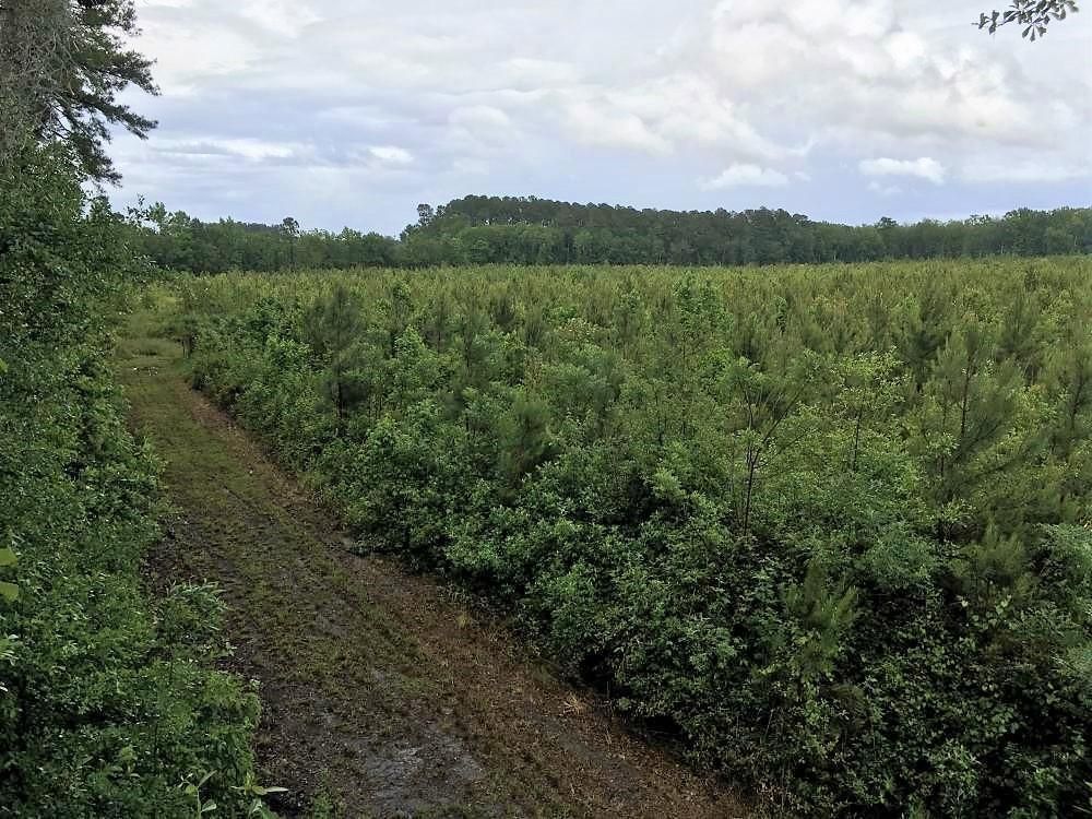 Ruffin, Colleton County, SC Recreational Property, Timberland Property