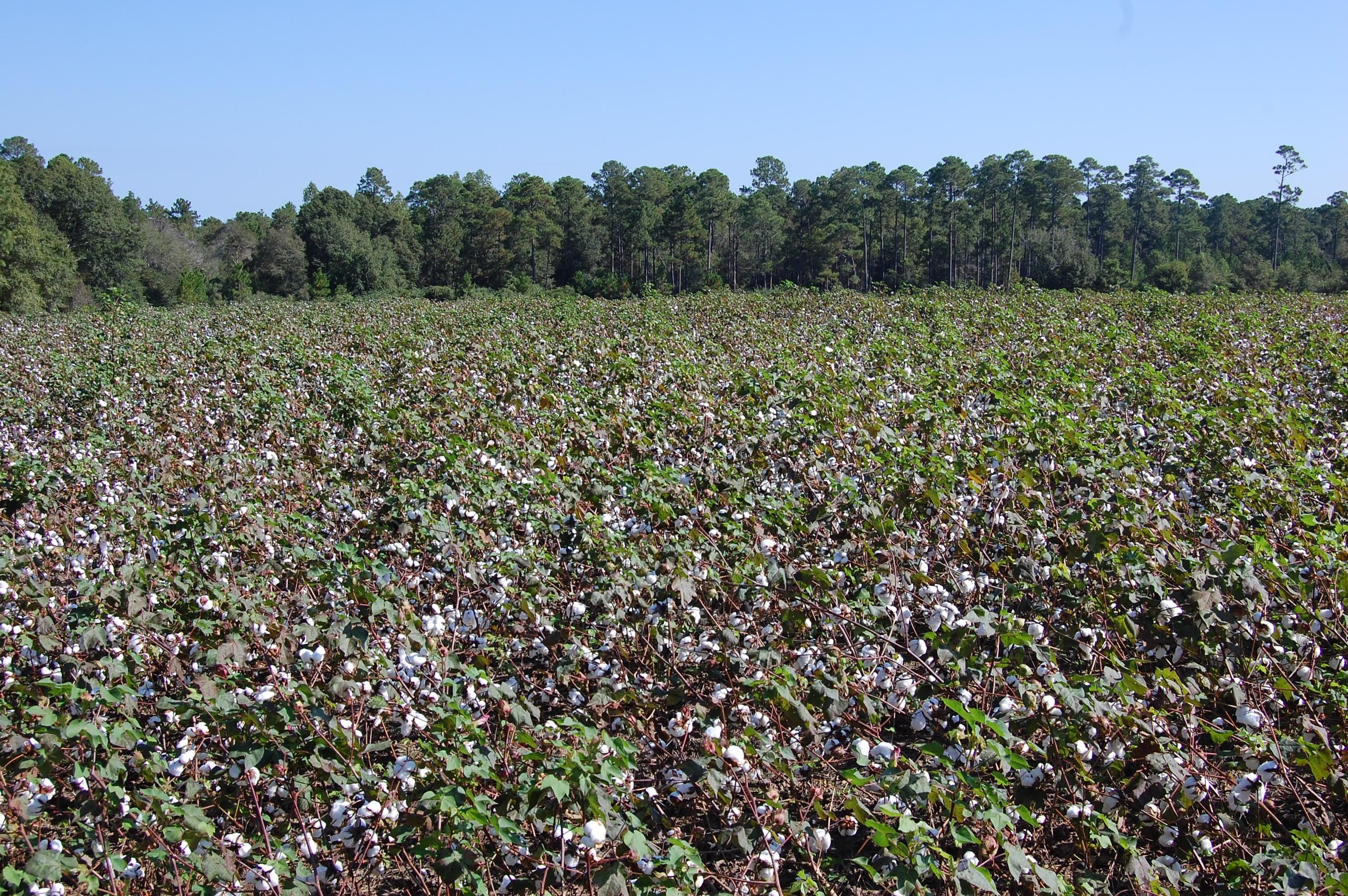 Sylvester, Worth County, GA Farms and Ranches, Timberland Property, Hunting Property for sale