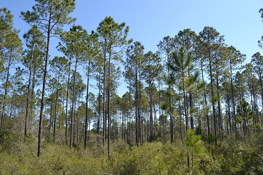 Gulf Hammock, Levy County, FL Recreational Property, Timberland