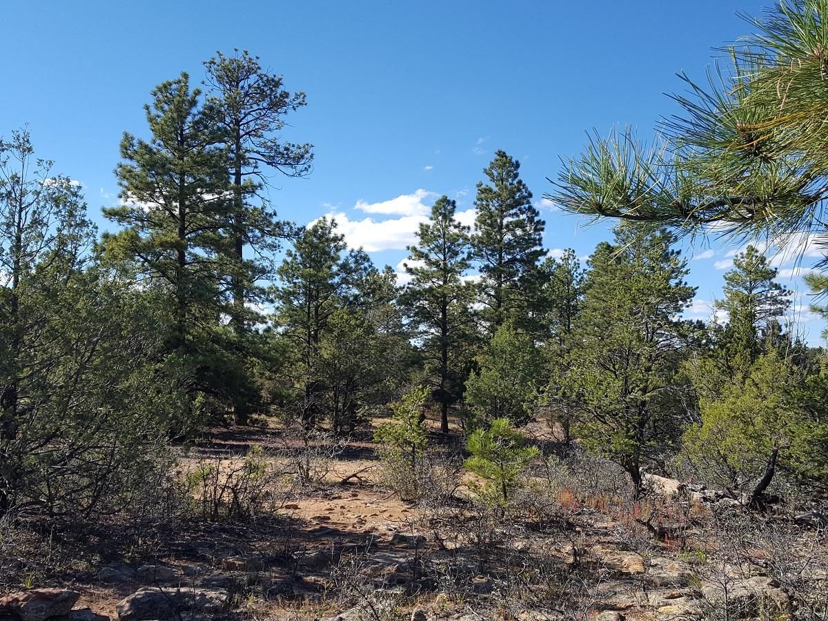 Pie Town, Catron County, NM Recreational Property, Undeveloped Land for